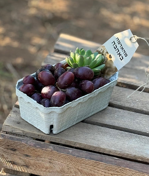 בקטנה מהאדמה